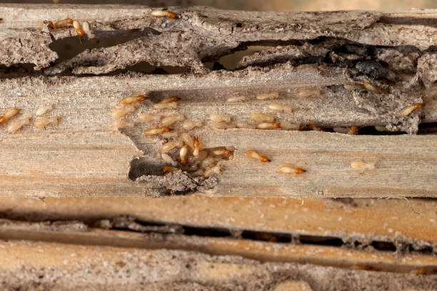 Best Termite Control Services  in Lake Mohawk, NJ